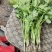 新民地产香菜大量上市，保质保量，欢迎前来预订