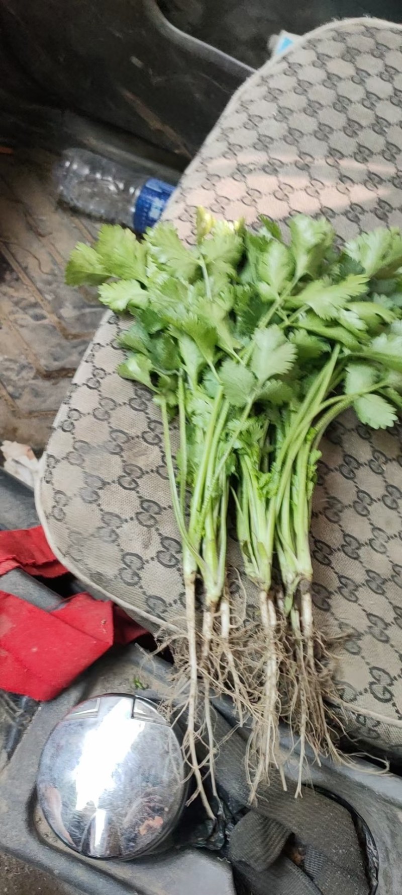 新民地产香菜大量上市，保质保量，欢迎前来预订