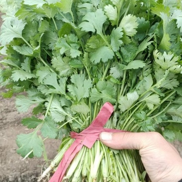 新民地产香菜大量上市，保质保量，欢迎前来预订