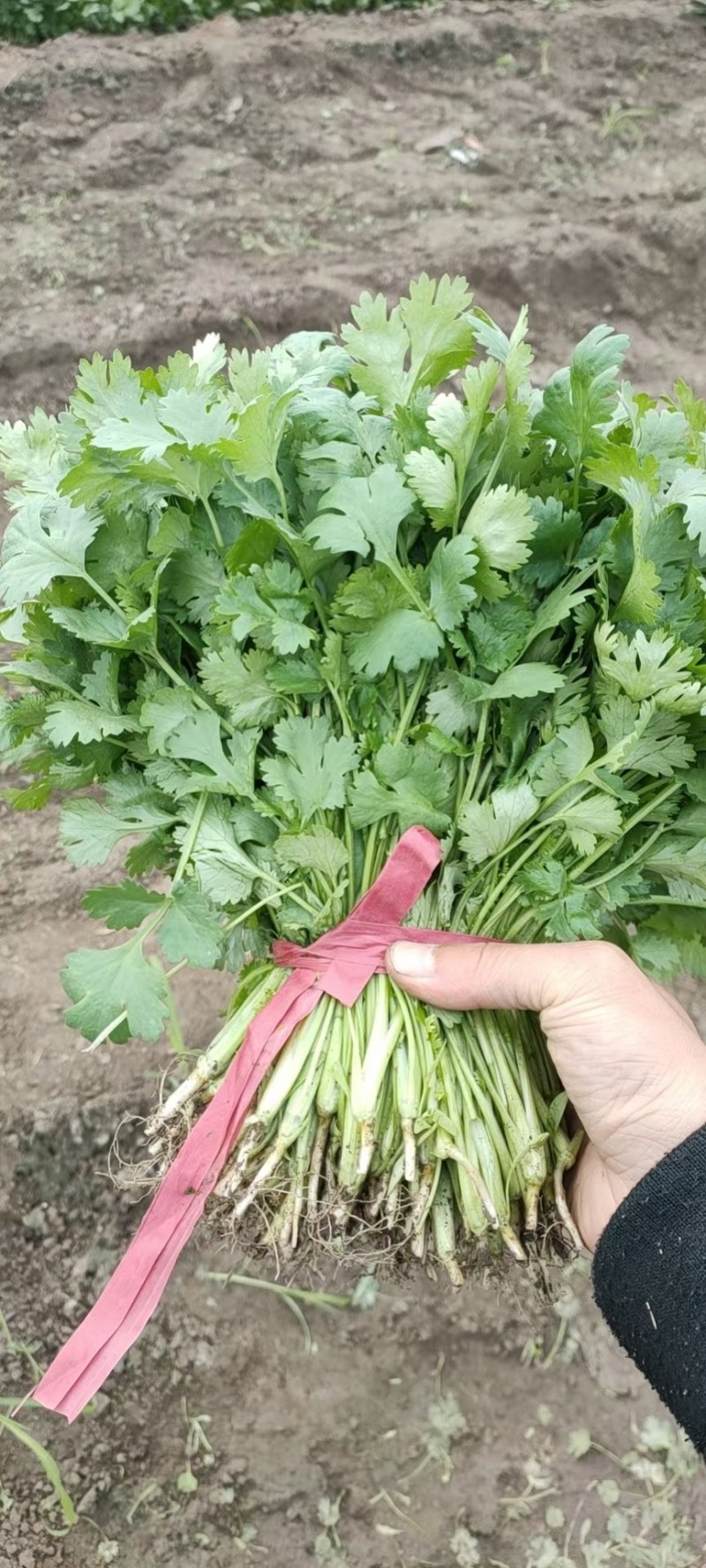 新民地产香菜大量上市，保质保量，欢迎前来预订