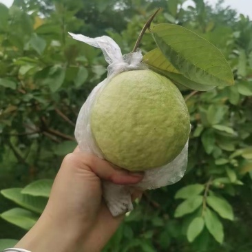 珍珠番石榴
