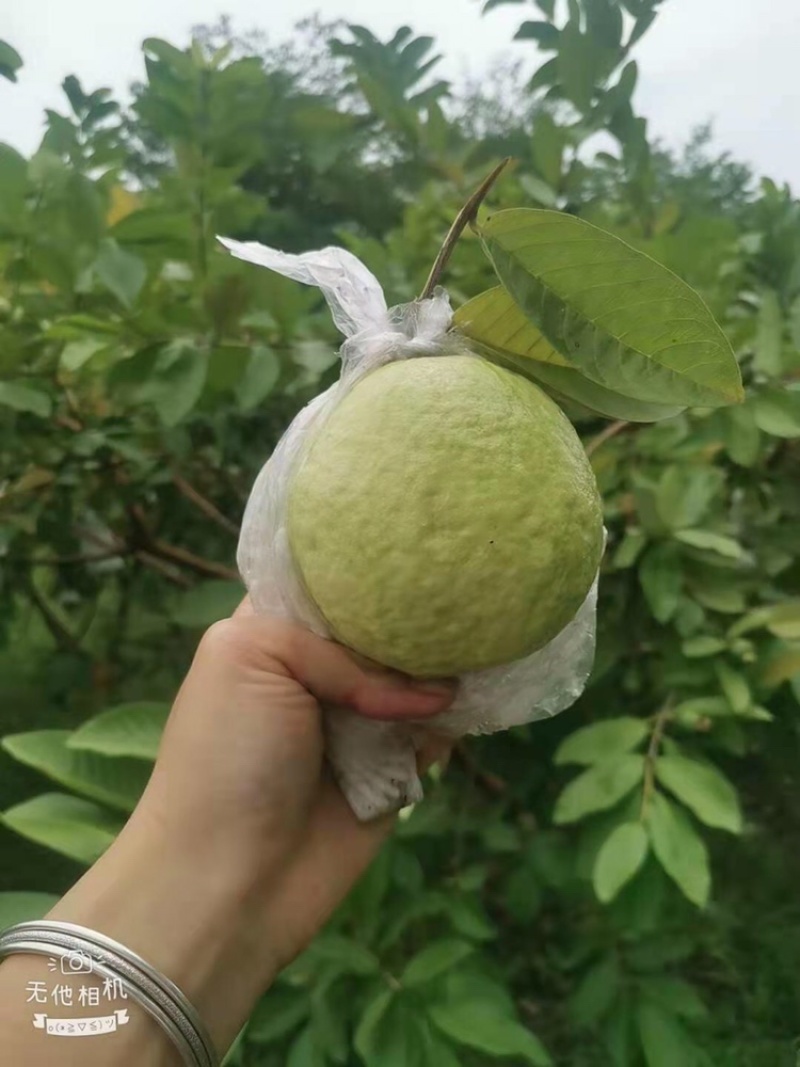 珍珠番石榴