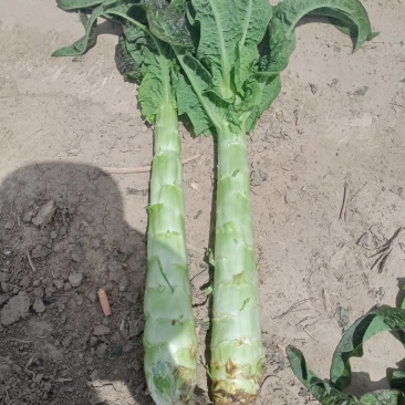 甘肃定西蔬菜大量上市中质量保证，服务到位，一条龙