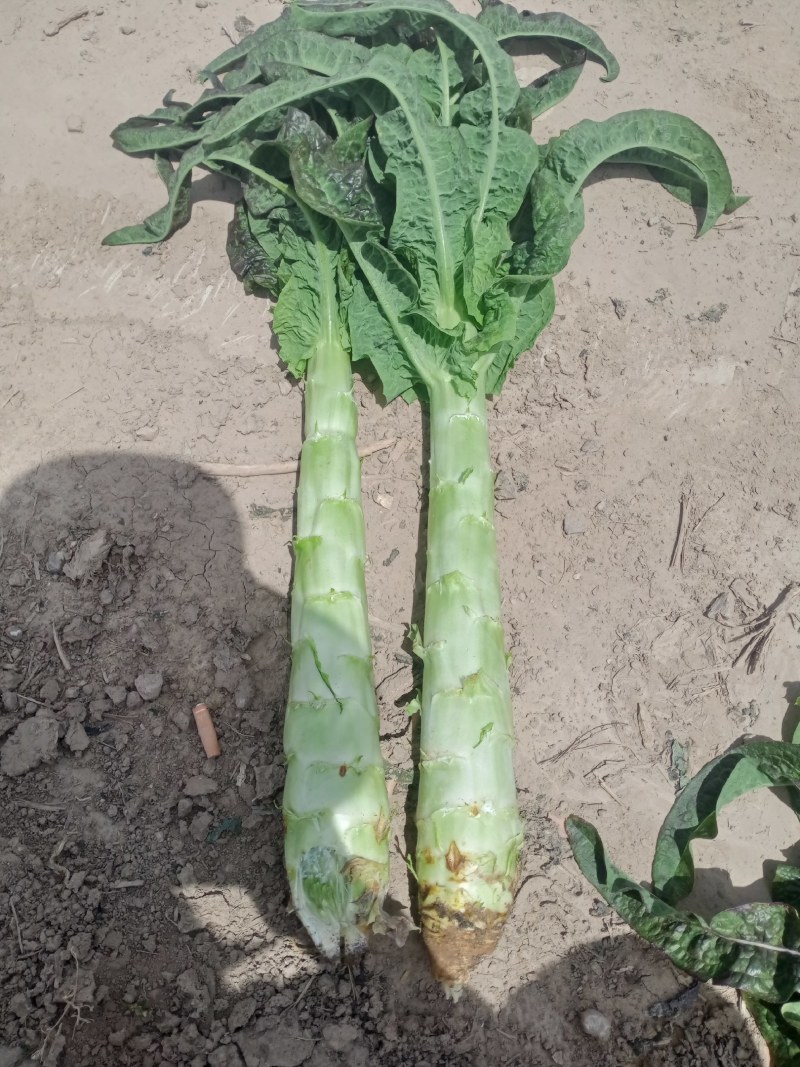 甘肃定西蔬菜大量上市中质量保证，服务到位，一条龙