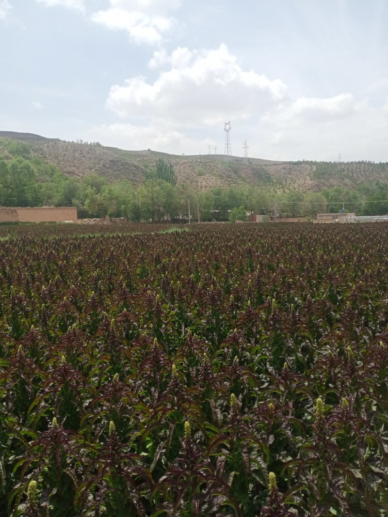 甘肃定西蔬菜大量上市中质量保证，服务到位，一条龙