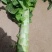 甘肃定西蔬菜大量上市中质量保证，服务到位，一条龙