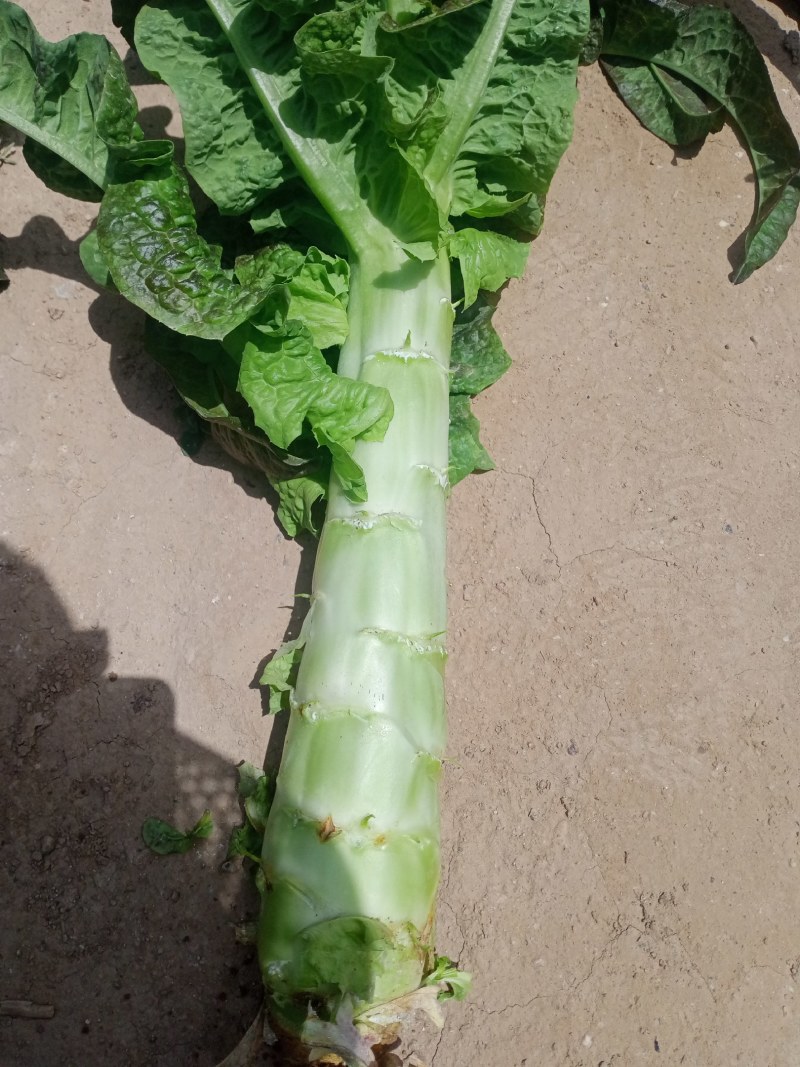 甘肃定西蔬菜大量上市中质量保证，服务到位，一条龙