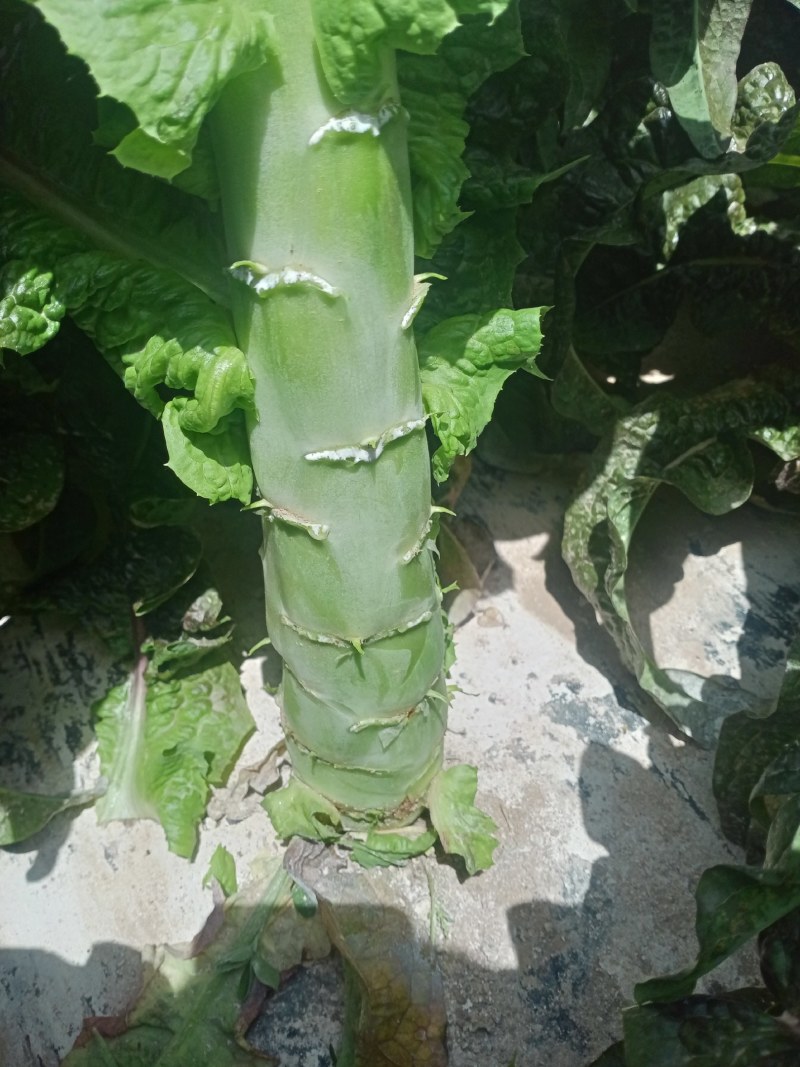 甘肃定西蔬菜大量上市中质量保证，服务到位，一条龙