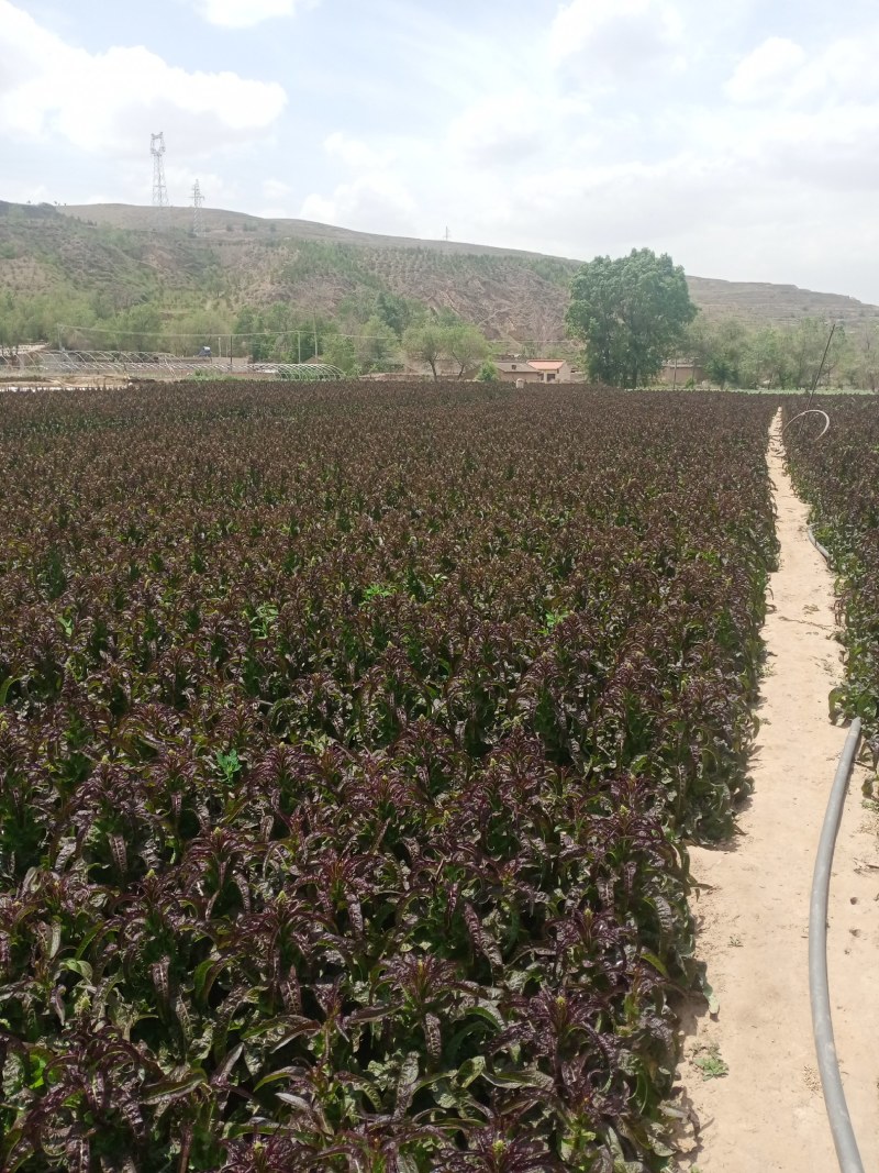 甘肃定西蔬菜大量上市中质量保证，服务到位，一条龙