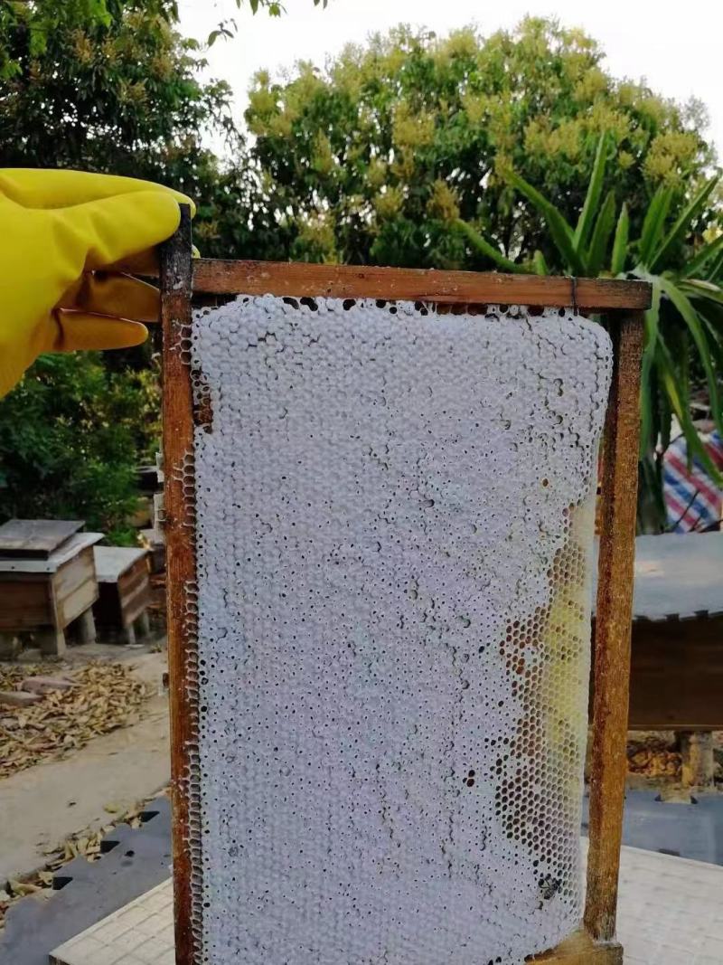蜂蜜