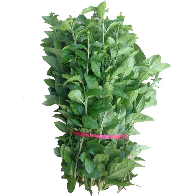 【叶用枸杞苗】四季种植蔬菜枸杞苗，全国包邮(杭州枸杞菜)