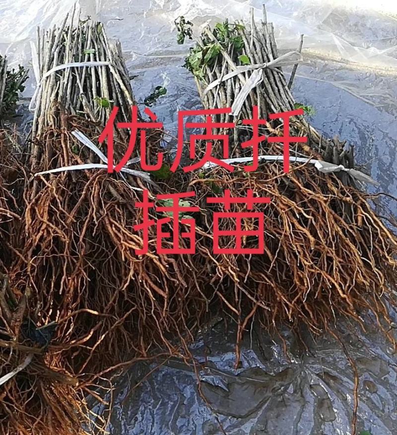 【叶用枸杞苗】四季种植蔬菜枸杞苗，全国包邮(杭州枸杞菜)