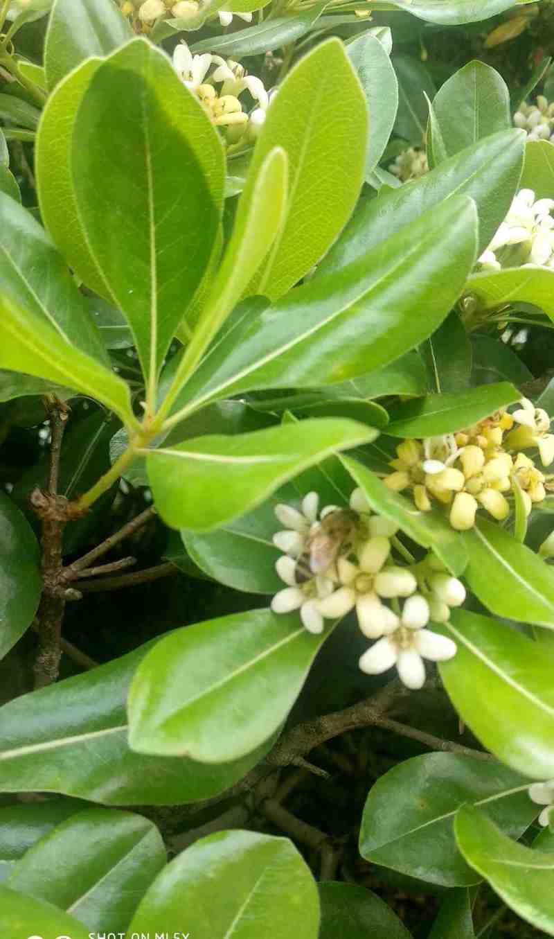 海桐种子林木种子灌木海桐花山矾宝珠香山瑞香种子四季常青