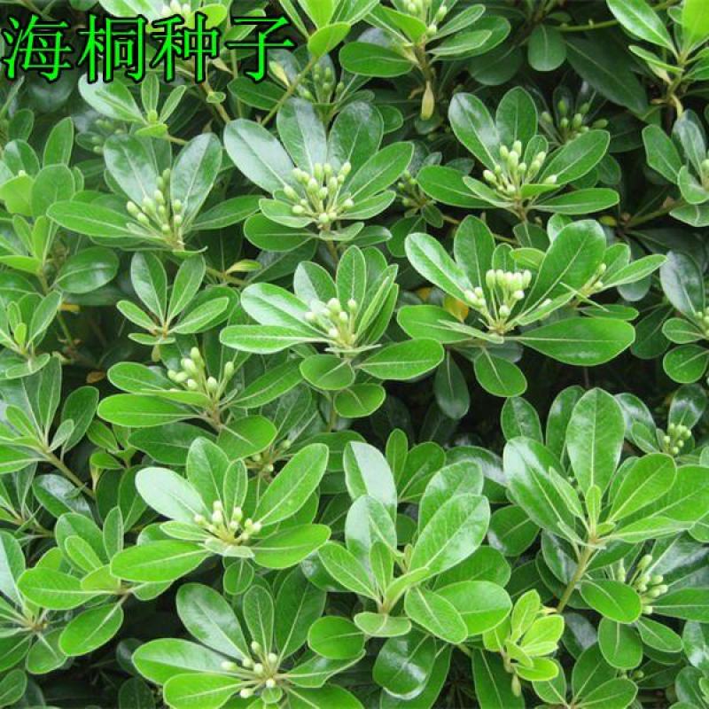 海桐种子林木种子灌木海桐花山矾宝珠香山瑞香种子四季常青
