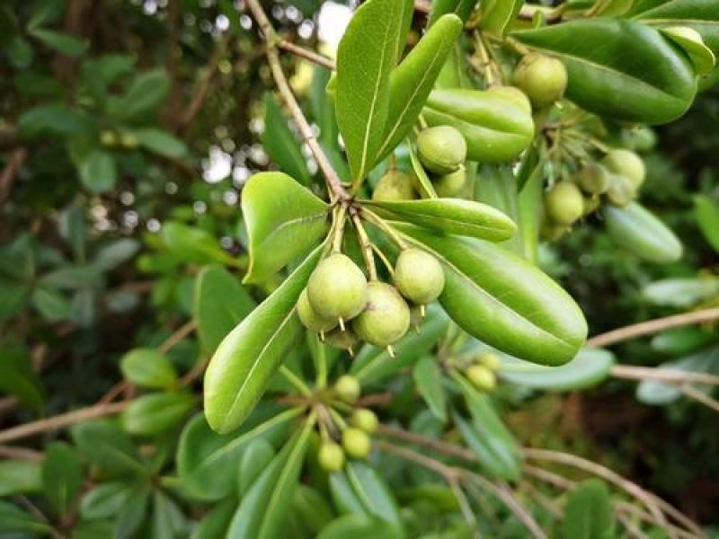 海桐种子林木种子灌木海桐花山矾宝珠香山瑞香种子四季常青
