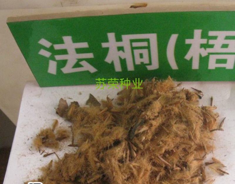 出售林木种子法桐种子法国梧桐英国梧桐法桐种子