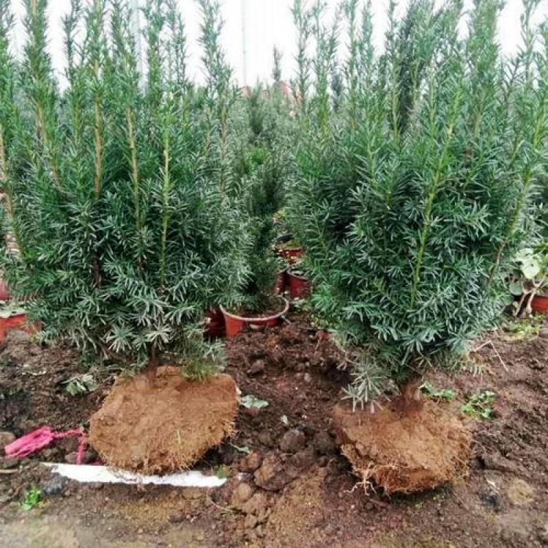 耐寒正宗东北红豆杉树苗大树绿植花卉盆栽盆景植物室内好养