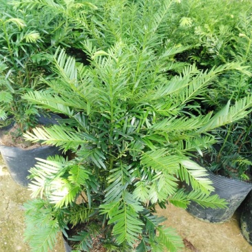 耐寒正宗东北红豆杉树苗大树绿植花卉盆栽盆景植物室内好养