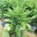 耐寒正宗东北红豆杉树苗大树绿植花卉盆栽盆景植物室内好养