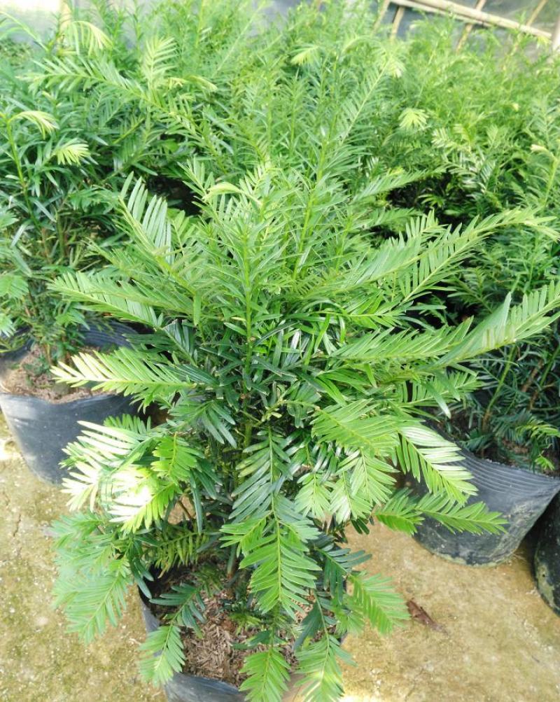 耐寒正宗东北红豆杉树苗大树绿植花卉盆栽盆景植物室内好养