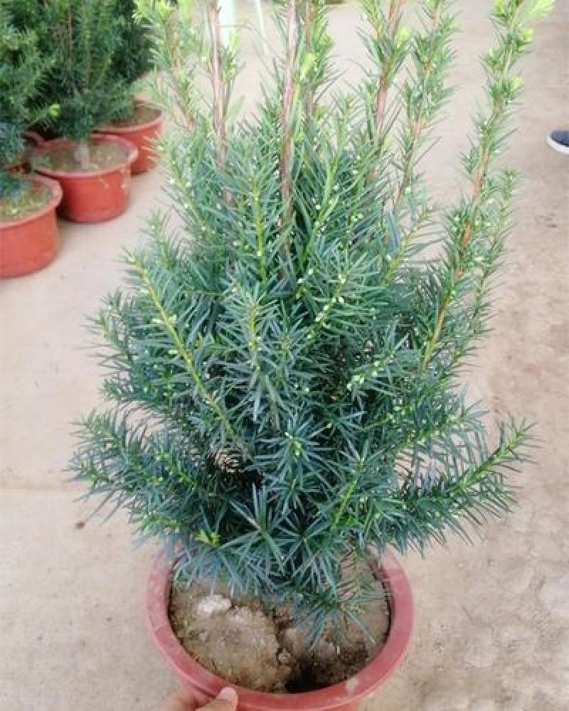 耐寒正宗东北红豆杉树苗大树绿植花卉盆栽盆景植物室内好养
