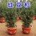 耐寒正宗东北红豆杉树苗大树绿植花卉盆栽盆景植物室内好养