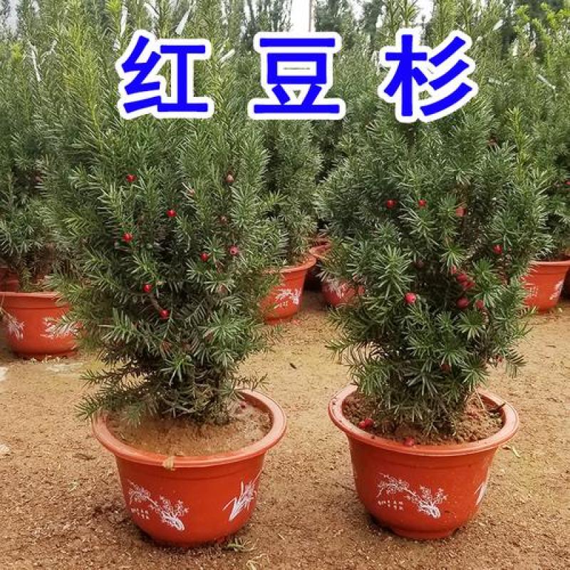 耐寒正宗东北红豆杉树苗大树绿植花卉盆栽盆景植物室内好养