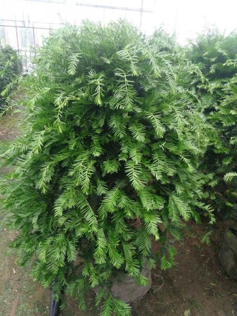 耐寒正宗东北红豆杉树苗大树绿植花卉盆栽盆景植物室内好养