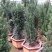 耐寒正宗东北红豆杉树苗大树绿植花卉盆栽盆景植物室内好养