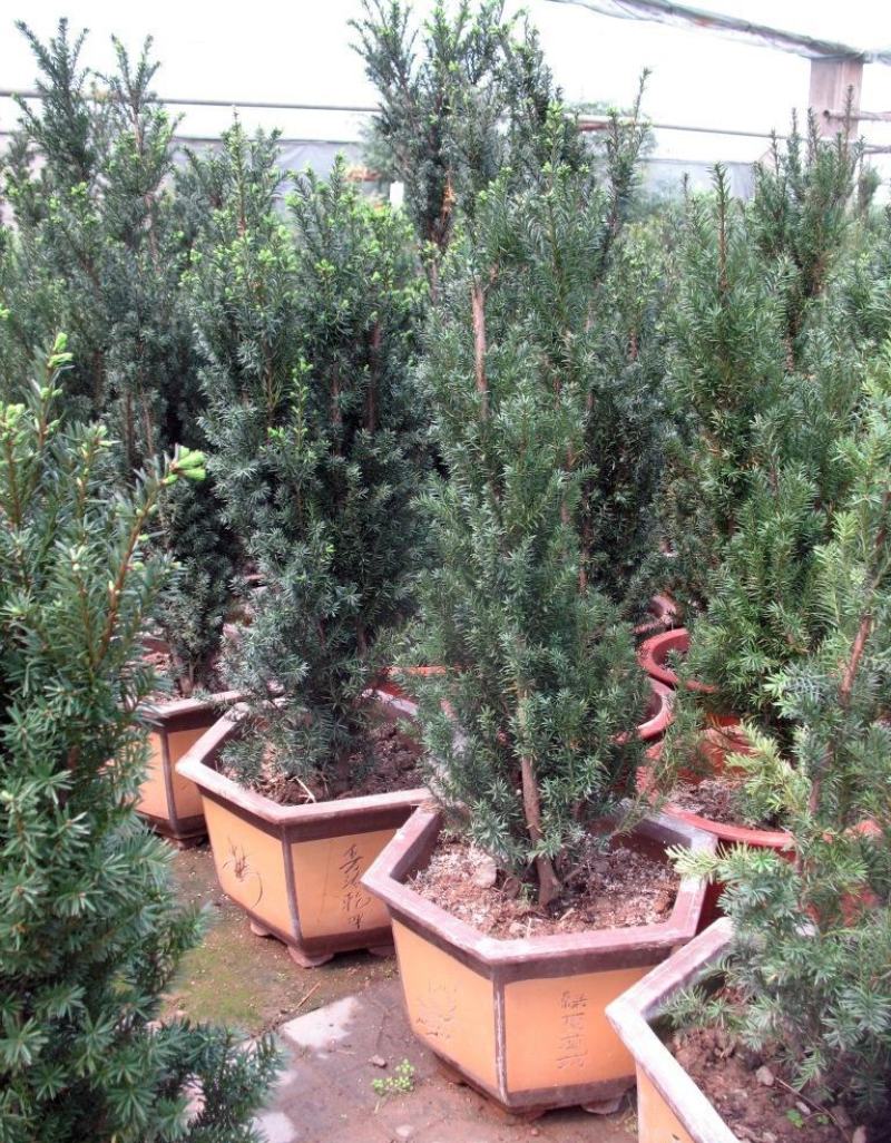 耐寒正宗东北红豆杉树苗大树绿植花卉盆栽盆景植物室内好养