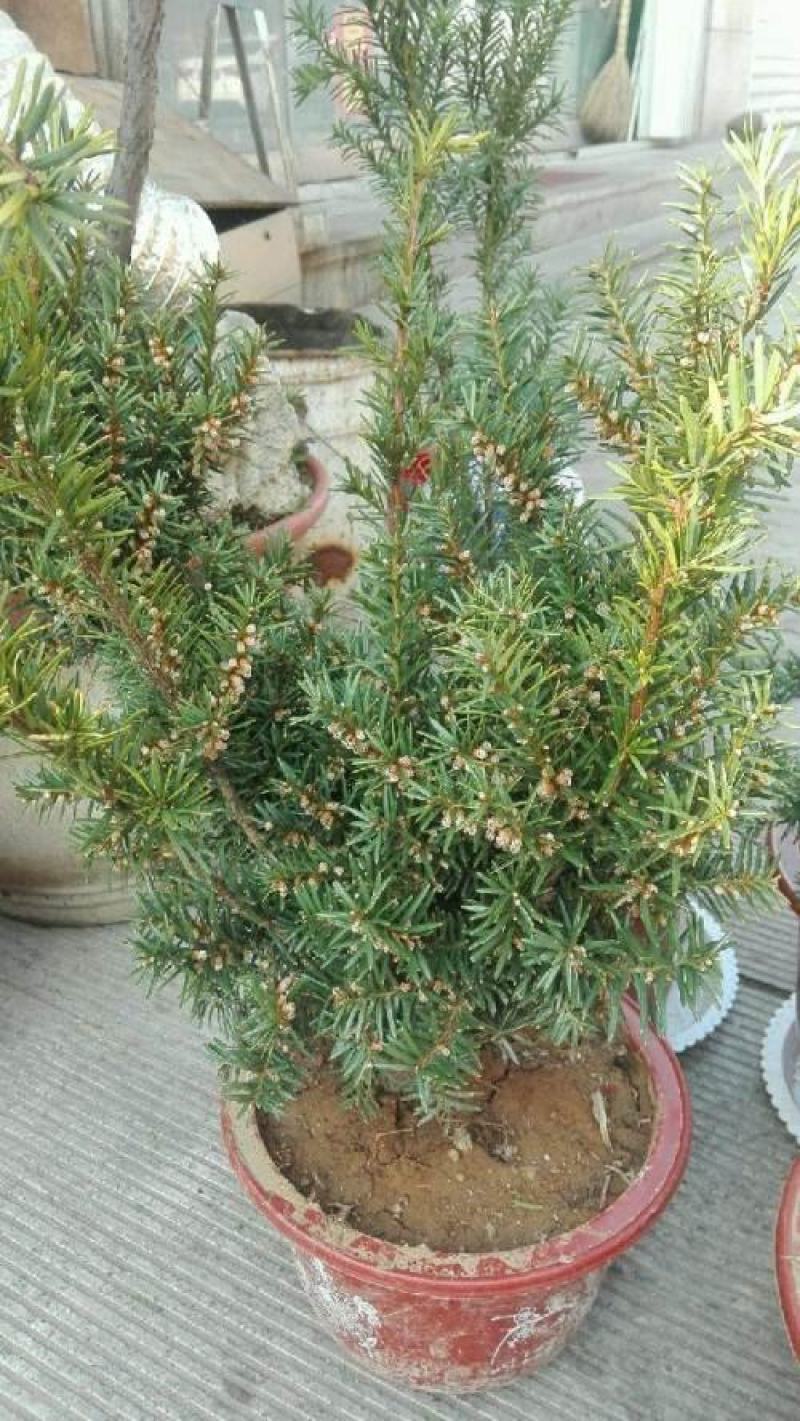 耐寒正宗东北红豆杉树苗大树绿植花卉盆栽盆景植物室内好养