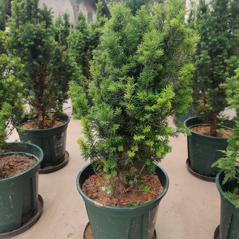 耐寒正宗东北红豆杉树苗大树绿植花卉盆栽盆景植物室内好养