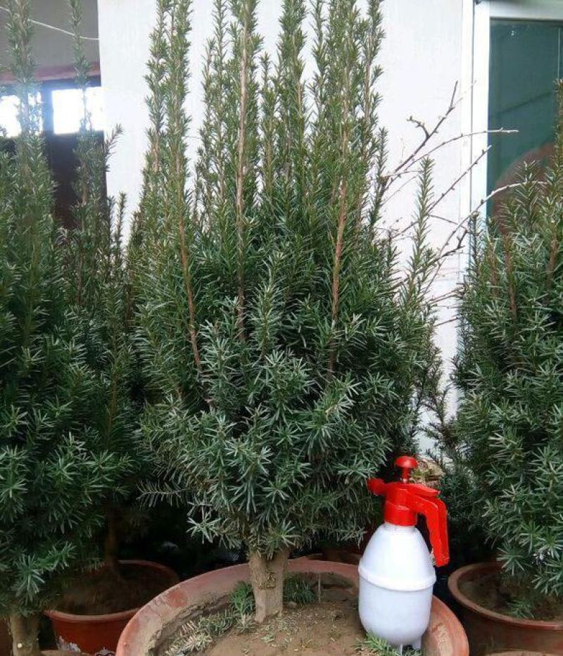 耐寒正宗东北红豆杉树苗大树绿植花卉盆栽盆景植物室内好养