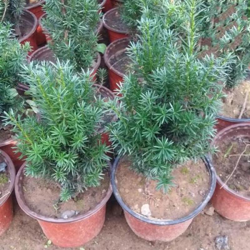 耐寒正宗东北红豆杉树苗大树绿植花卉盆栽盆景植物室内好养
