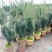 耐寒正宗东北红豆杉树苗大树绿植花卉盆栽盆景植物室内好养