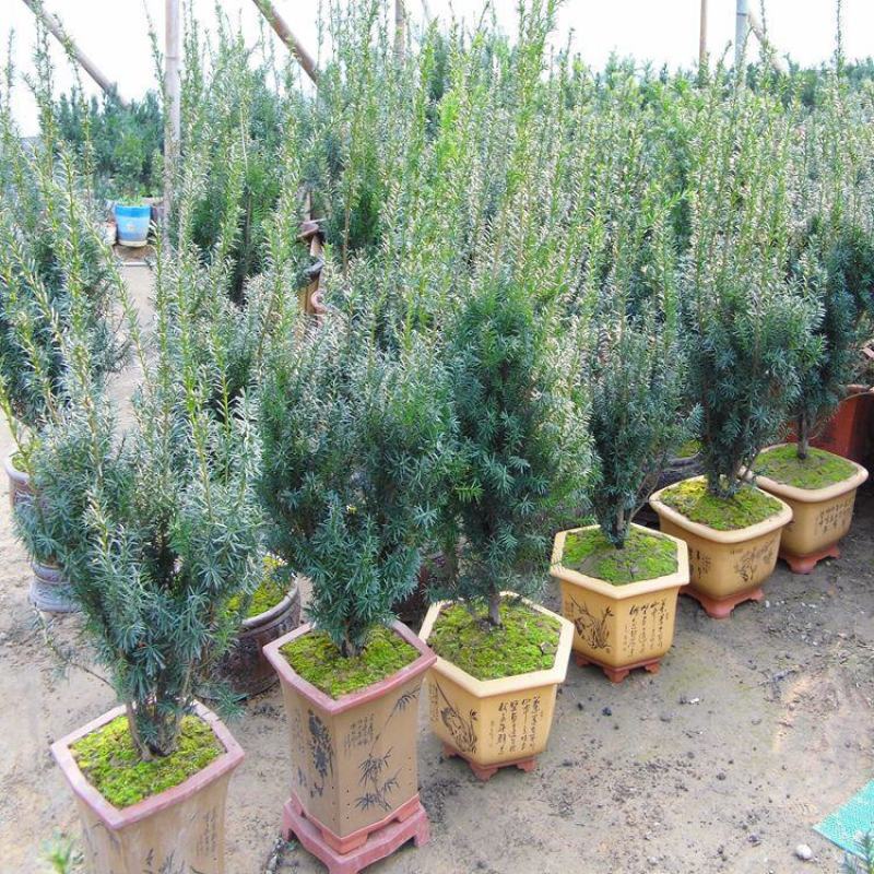 耐寒正宗东北红豆杉树苗大树绿植花卉盆栽盆景植物室内好养