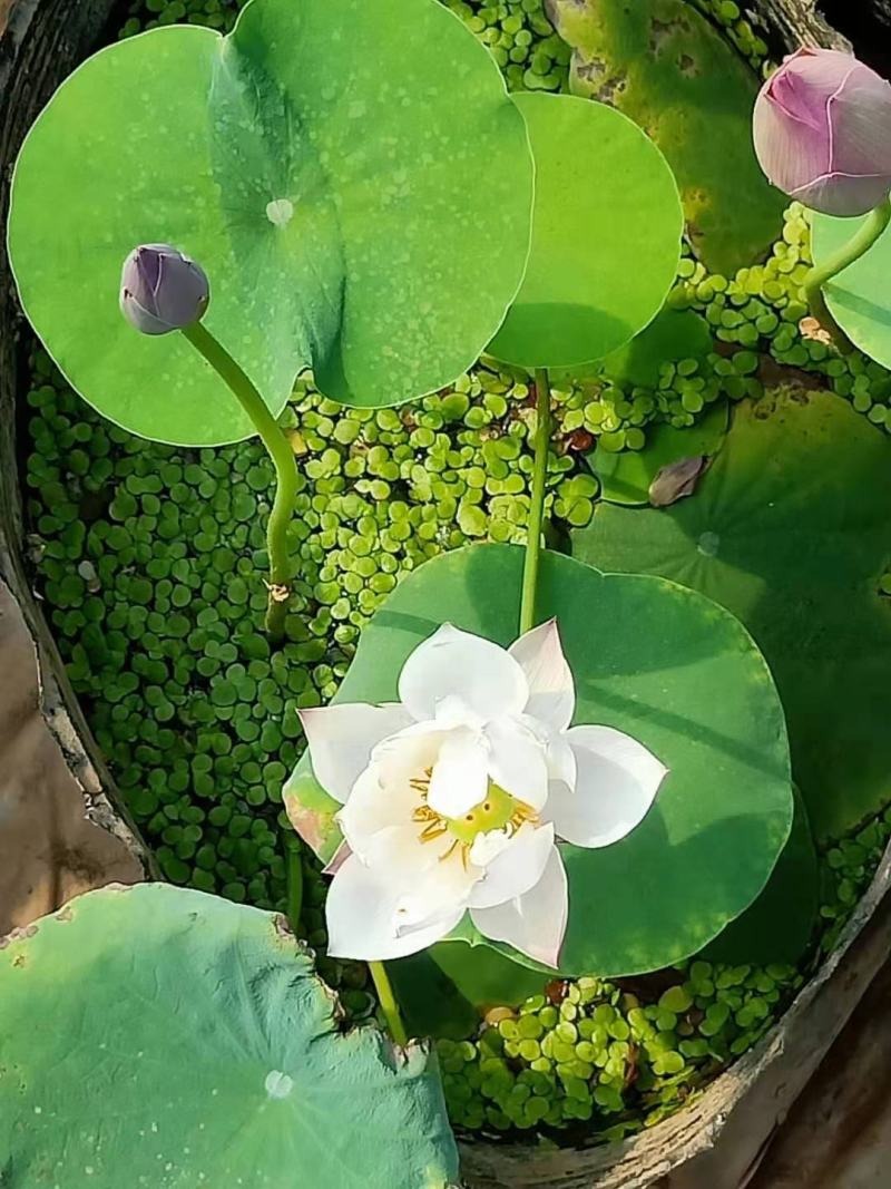 大型观赏荷花种食用藕苗莲藕种苗盆栽碗莲莲藕根种植荷花苗