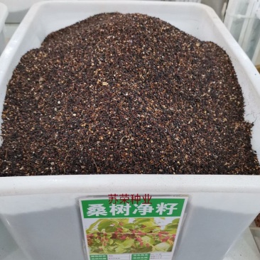 桑葚种子水果种子桑树种子养蚕桑树种子观赏食用果树桑枣