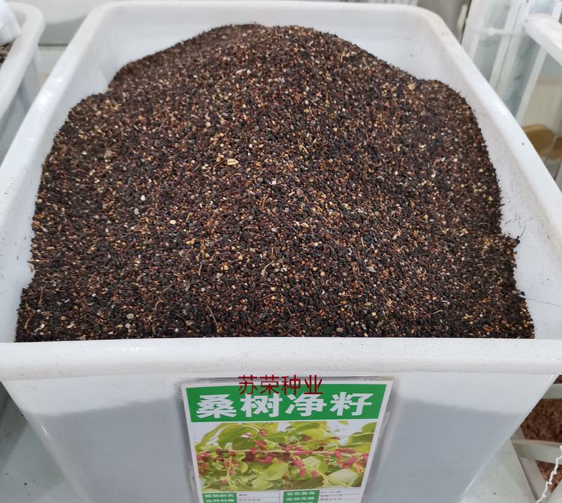 桑葚种子水果种子桑树种子养蚕桑树种子观赏食用果树桑枣