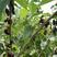 桑葚种子水果种子桑树种子养蚕桑树种子观赏食用果树桑枣