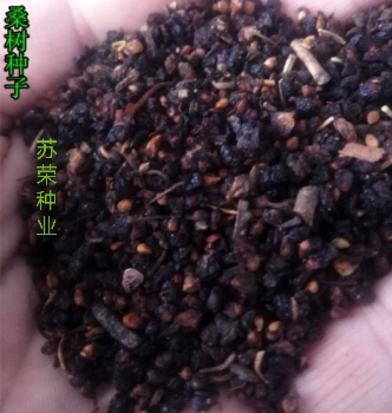 桑葚种子水果种子桑树种子养蚕桑树种子观赏食用果树桑枣