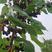 桑葚种子水果种子桑树种子养蚕桑树种子观赏食用果树桑枣