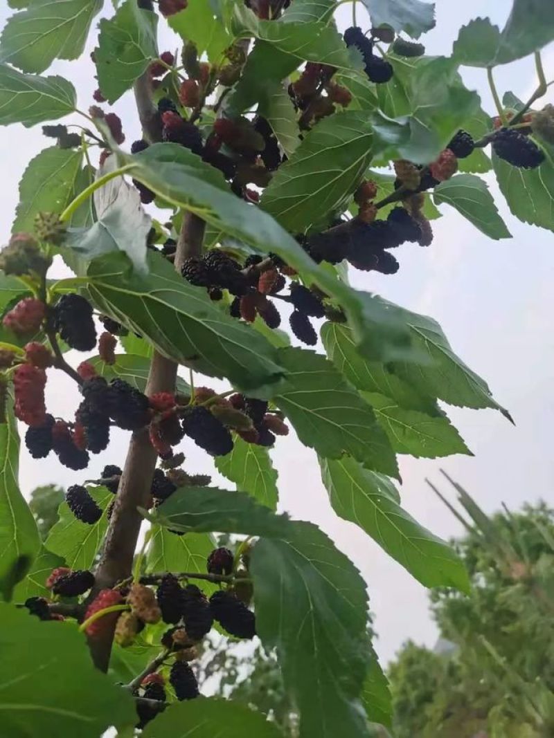桑葚种子水果种子桑树种子养蚕桑树种子观赏食用果树桑枣