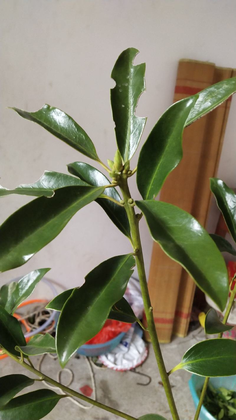 优良八角嫁接枝条，适合苗莆，老树改良嫁接