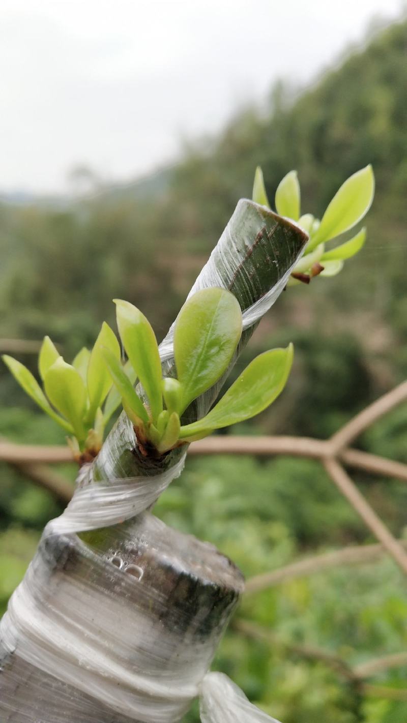 优良八角嫁接枝条，适合苗莆，老树改良嫁接