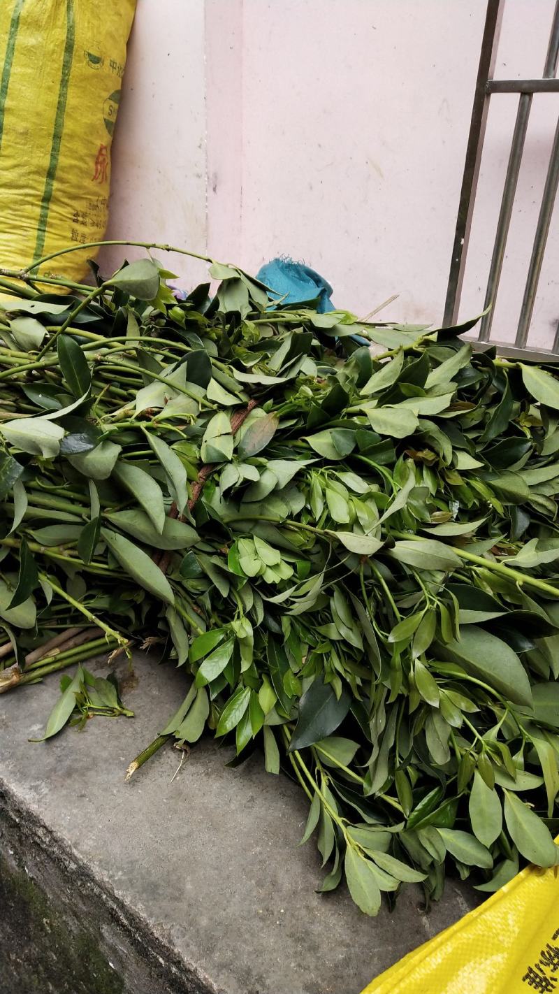 优良八角嫁接枝条，适合苗莆，老树改良嫁接