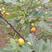 无花果种子果树种子水果种子阳台庭院盆栽四季易播高产无花果