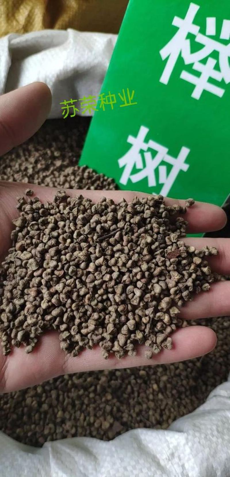 新采榉树种子红榉树种子小叶红榉大叶青榉种子榉树种子