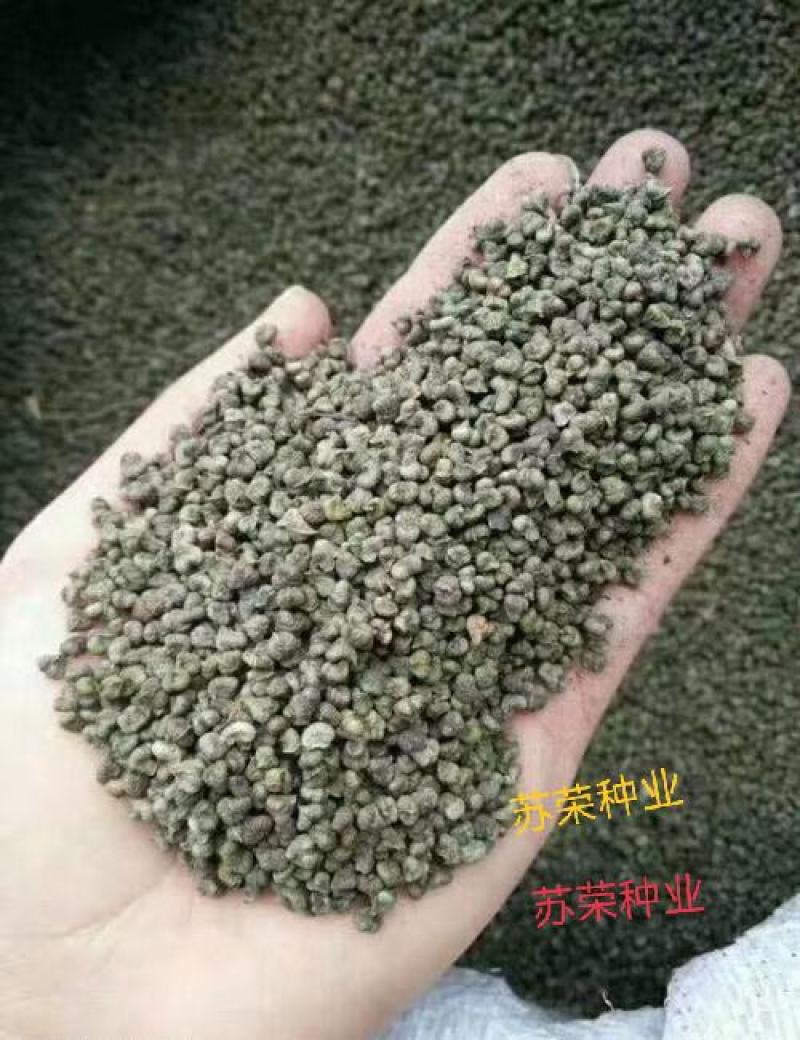 新采榉树种子红榉树种子小叶红榉大叶青榉种子榉树种子
