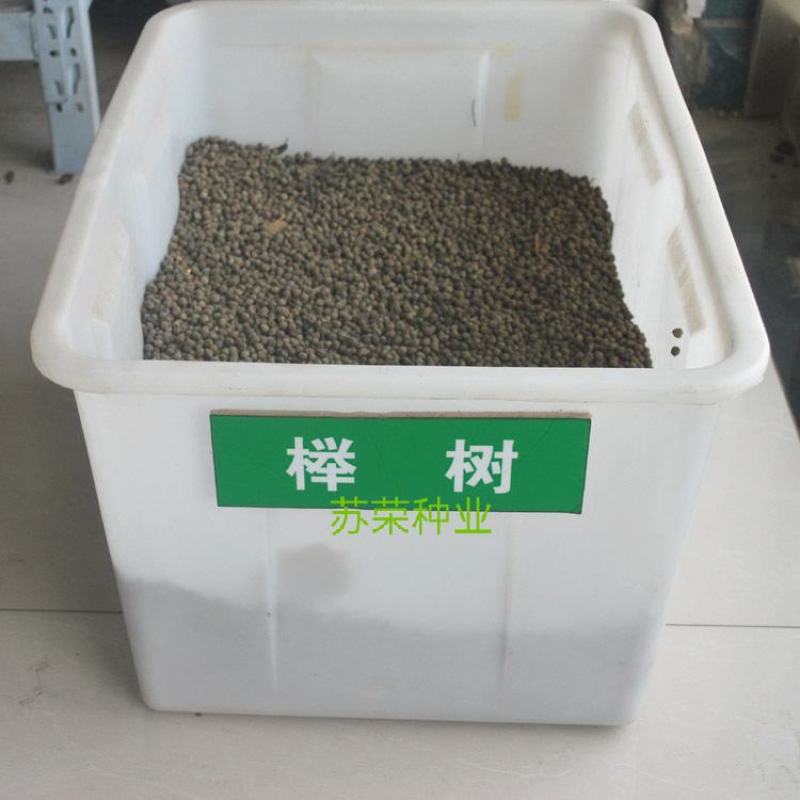 新采榉树种子红榉树种子小叶红榉大叶青榉种子榉树种子